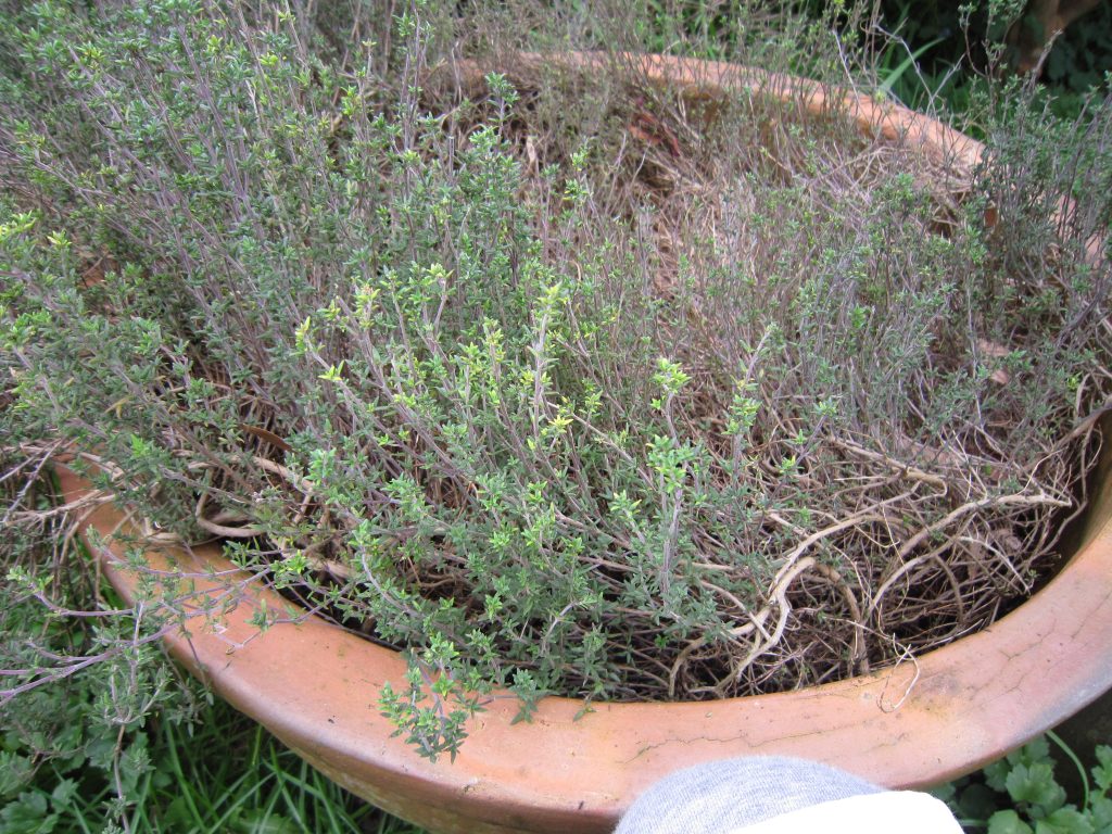 English Thyme (Thymus vulgaris) Plant