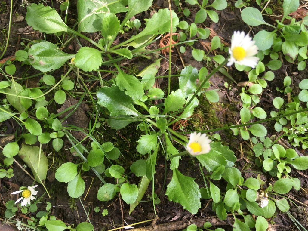 Lawn Daisy Bellis Perennis