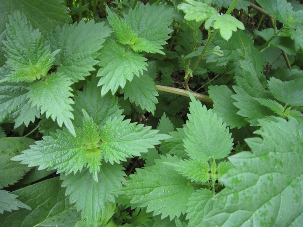 Stinging Nettle and Arthritis