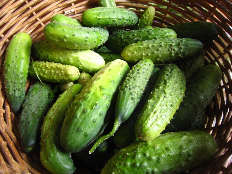 PICKLED GHERKINS