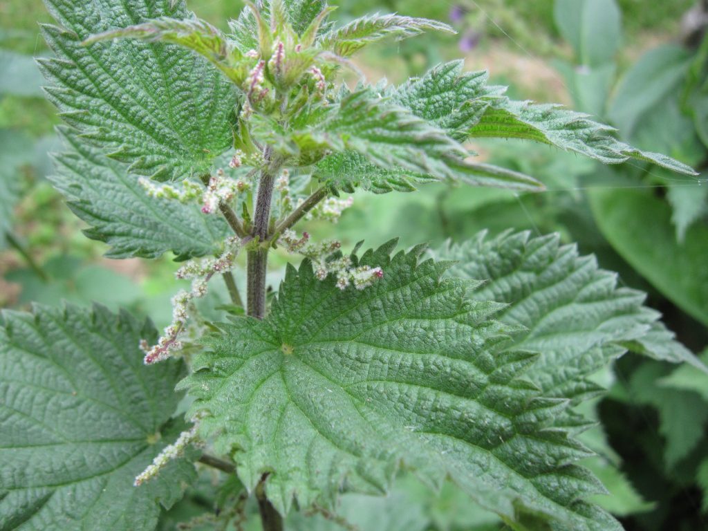 Stinging Nettle and Arthritis